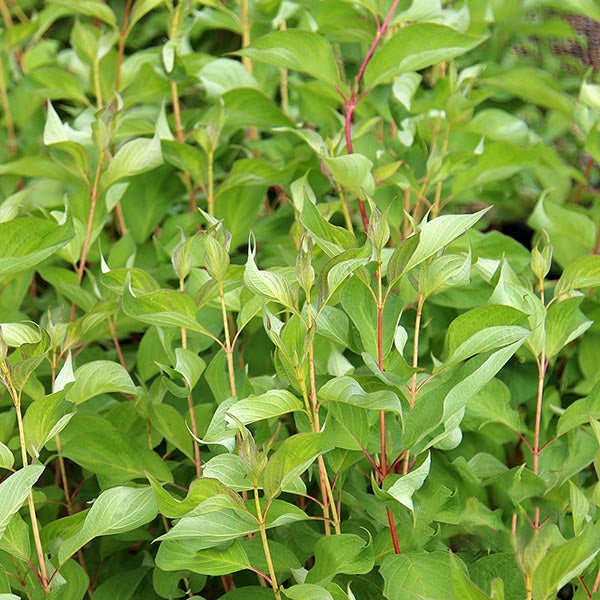 A cluster of green leaves with coral-red stems, akin to the vibrant Cornus Baton Rouge - Red-barked Dogwood, grows densely in a garden setting.