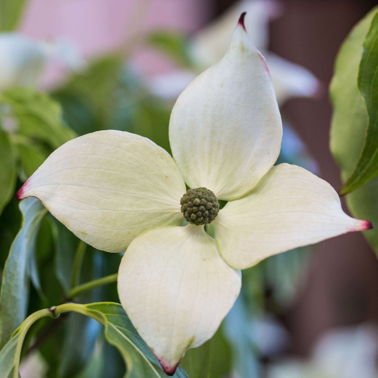 Close-up of a Cornus China Girl - Dogwood flower, displaying its four petals and central green cluster, surrounded by blurred green leaves.