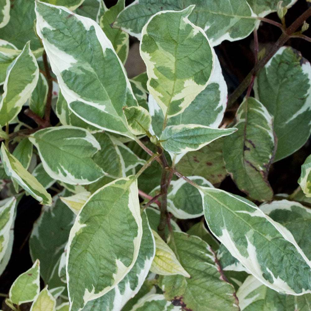 Close-up of the green and white variegated leaves of the Cornus Elegantissima, known as the Variegated Red Barked Dogwood.