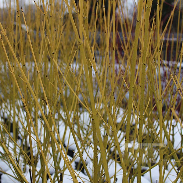 Cornus Flavirameas yellow branches with small buds create winter interest against snow, their glowing golden stems highlighting the beauty of Golden Twig Dogwood.