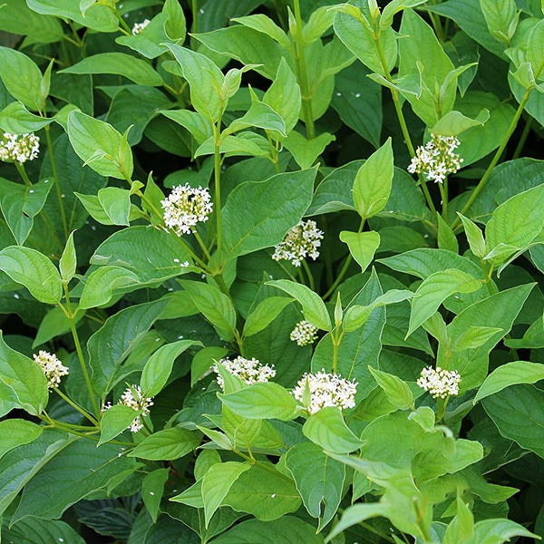 Green leaves, small white flower clusters, and glowing golden stems define the essence of Cornus Flaviramea - Golden Twig Dogwood, adding winter interest to any garden.