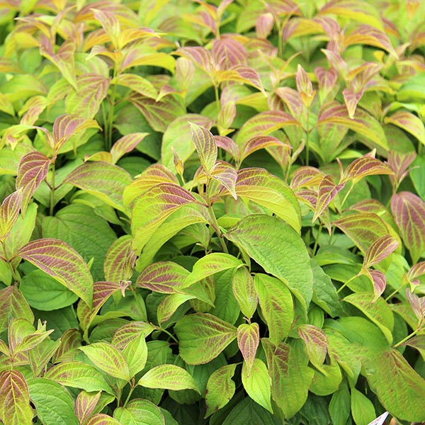 A cluster of green leaves with reddish edges, densely packed together, highlights the vibrant beauty of Cornus Kelseyi - Compact Dogwood, offering winter interest with its glowing stems.