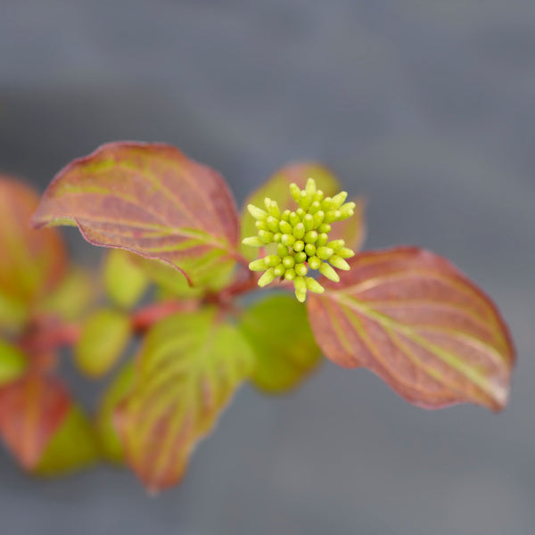 Close-up of Cornus Midwinter Fire - Dogwood, highlighting its green buds and reddish-green leaves that add winter interest, against a blurred gray backdrop.