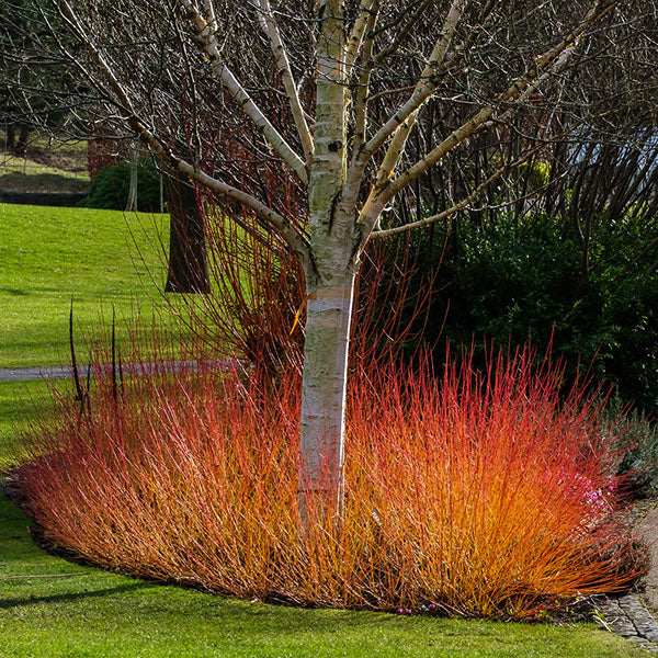 A birch tree with white bark is encircled by vibrant Cornus Midwinter Fire dogwood, displaying its striking red and orange stems on a grassy lawn, adding winter interest.