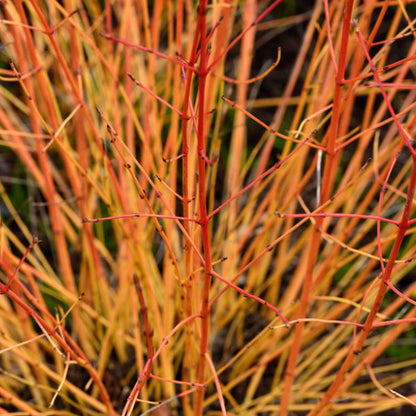 Close-up of mingled thin orange and red Cornus Midwinter Fire - Dogwood branches with small buds, set against a blurred natural background; this plant adds captivating winter interest to any garden.