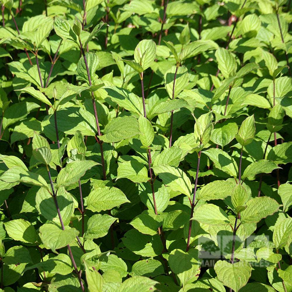 A dense cluster of Cornus Sibirica, known for its coral-red stems, thrives under the sunlight.