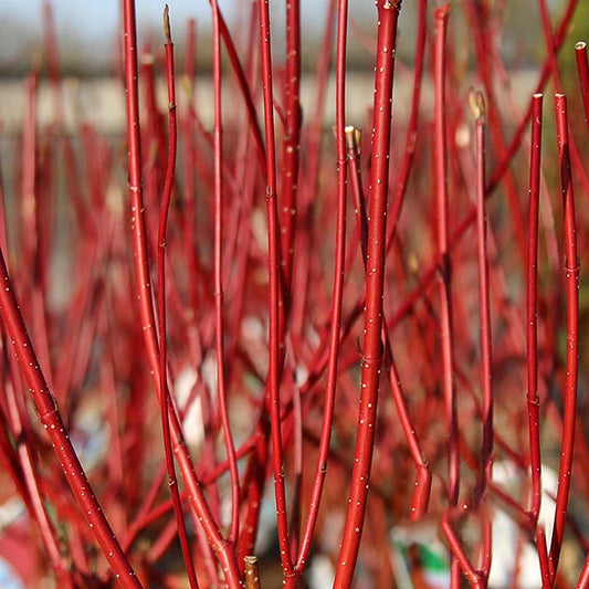 Cornus Sibirica - Red Barked Dogwood