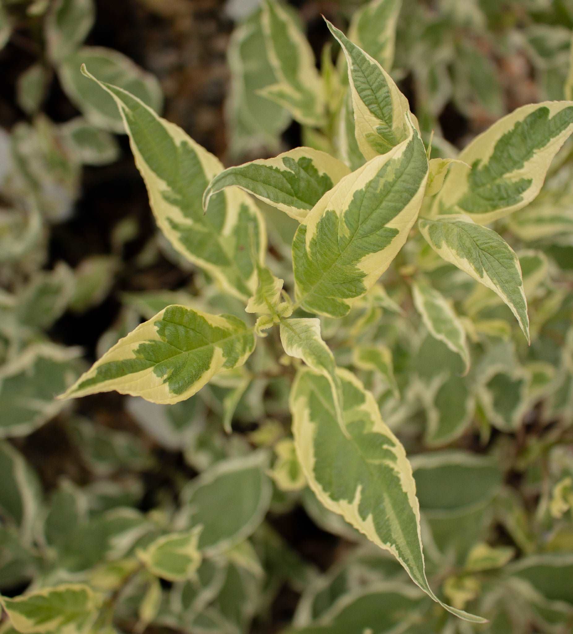 Close-up of green and cream variegated leaves with pointed tips on a blurred background, showing glimpses of Cornus Sibirica Variegata - Red-barked Dogwoods coral-red stems, promising vibrant winter color.