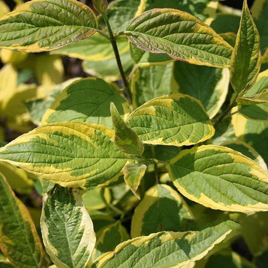 Close-up of vibrant green leaves with yellow-edged margins contrasts beautifully with the striking red bark of the Cornus Spaethii - Red-barked Dogwood.