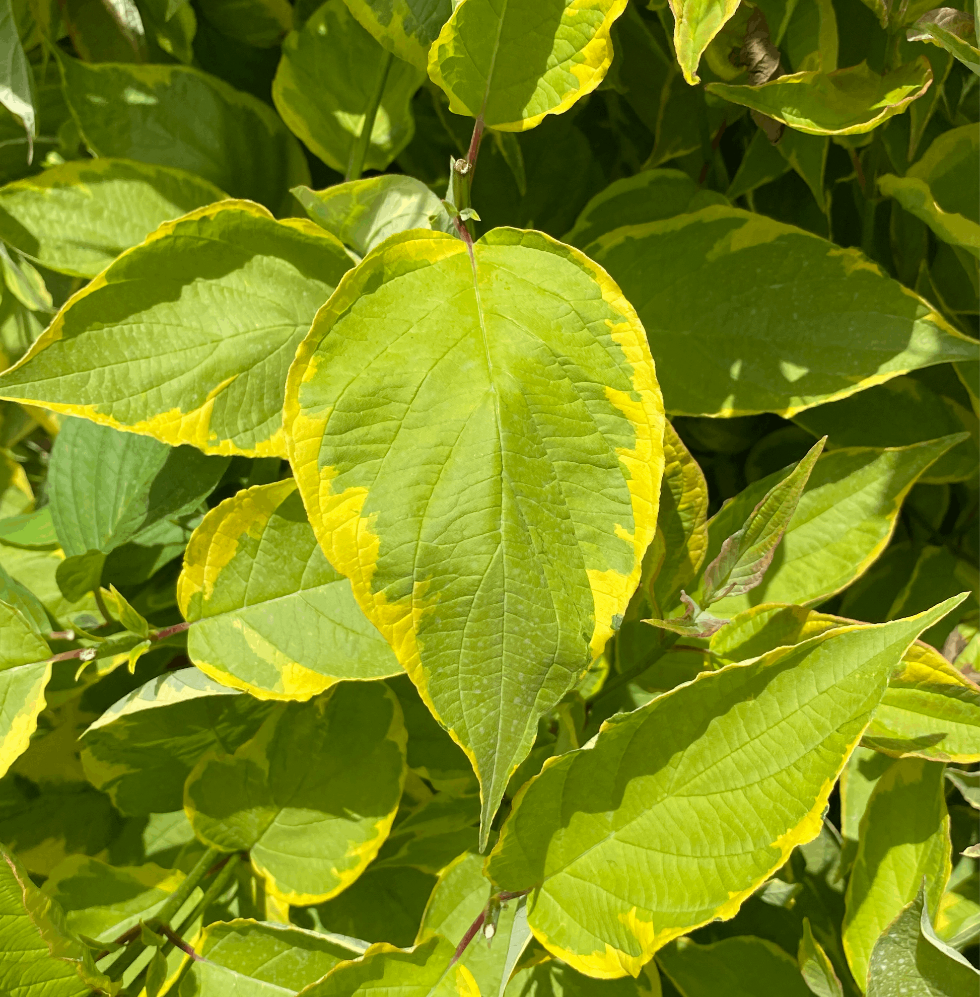 Close-up of green leaves with yellow edges in bright sunlight, framed by vibrant red stems of the Cornus alba Gauchaultii - Red Stem Dogwood.