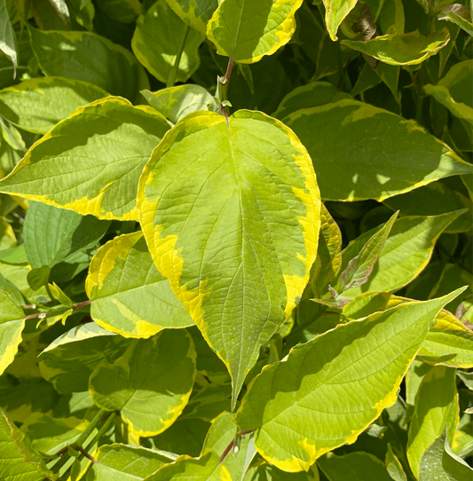 Cornus alba Gauchaultii - Red Stem Dogwood