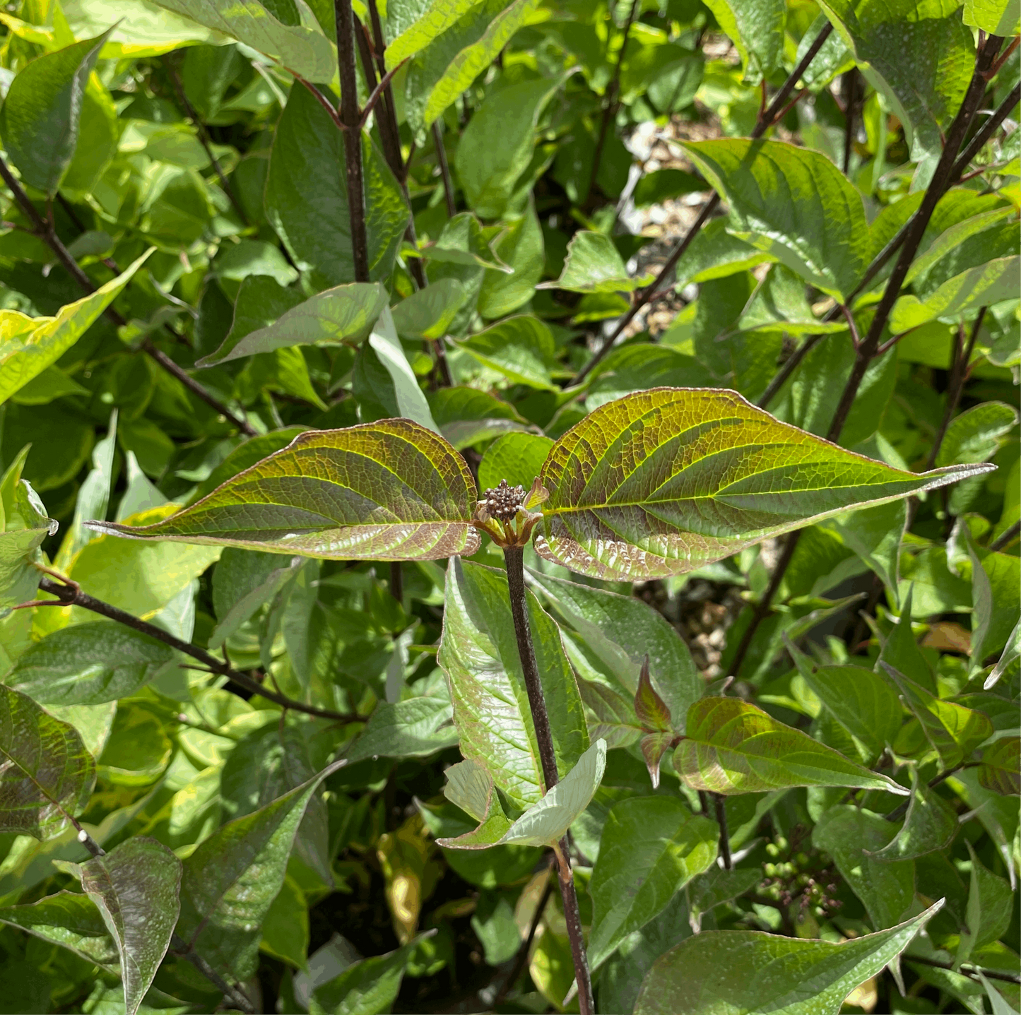 Close-up of a plant with long, pointed green leaves and slender dark stems resembling the Cornus alba Kesselringii - Black Stem Dogwood, set against dense foliage—an ideal choice for any winter garden.