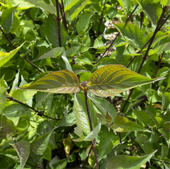 Cornus alba Kesselringii - Black Stem Dogwood