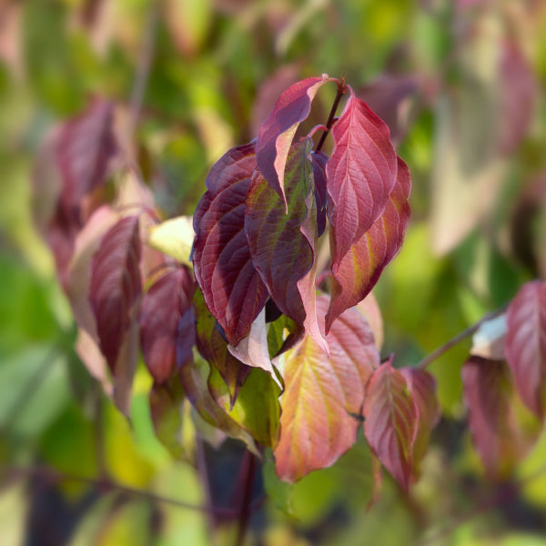 Close-up of red and green leaves on a Cornus amomum Blue Cloud - Dogwood branch, with a blurred background featuring hints of blue berries.