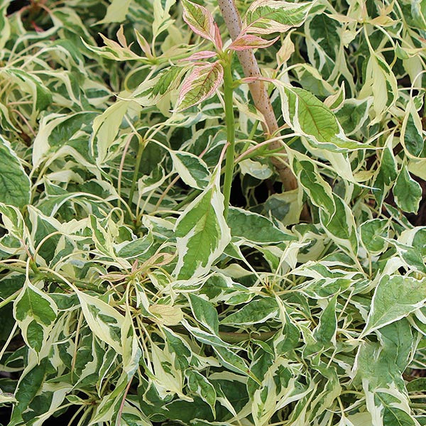 The Cornus controversa Variegata, known as the Wedding Cake Tree, features green leaves with white edges and pink-tinted young leaves, making it an exquisite focal point in any garden.