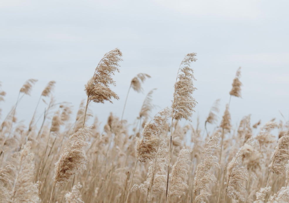 Cortaderia: The Majestic Pampas Grass.