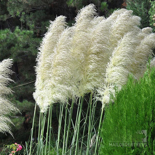 Cortaderia Pumila, a tall pampas grass with fluffy white plumes and dense green foliage, creates a stunning backdrop for ornamental grass fans. Ideal for smaller gardens, its delicate flower plumes gently sway, adding elegance and serenity to the ambiance.