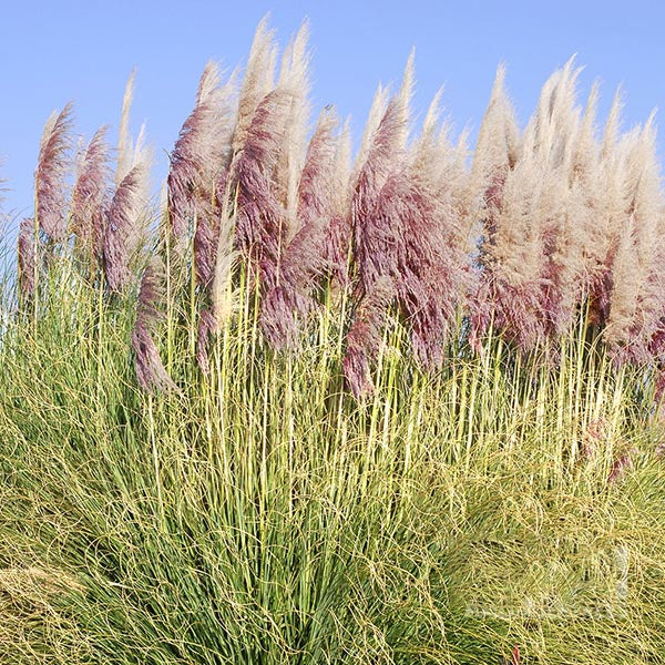 Cortaderia Rosea - Pampas Grass features feathery plumes in candy-floss pink and white set against a clear blue sky.