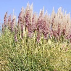 Cortaderia Rosea - Pampas Grass