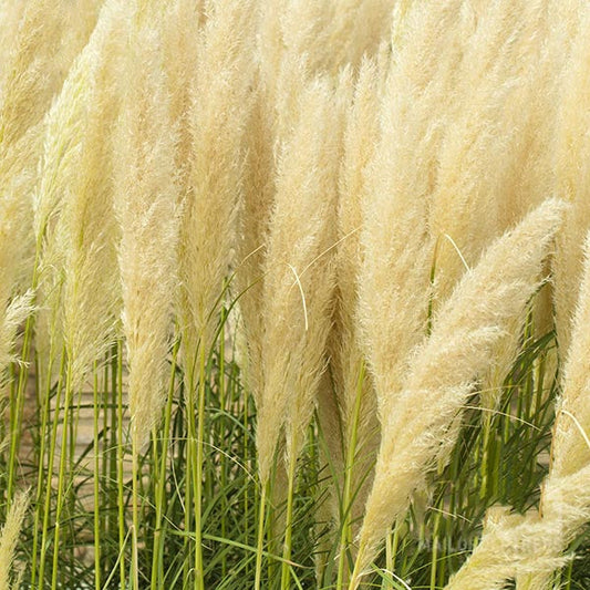 Close-up of Cortaderia selloana - Pampas Grass, showcasing its tall, ornamental nature with feather-like flower plumes and green stems swaying gently in a light breeze.