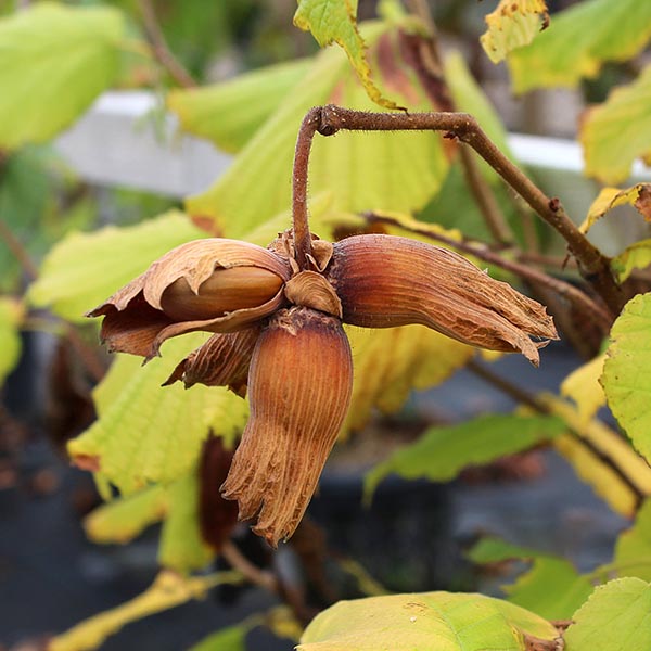 A close-up of a dried hazelnut cluster on a hardy branch amid green and yellow leaves highlights the resilience of the Corylus Butler - Hazelnut Tree.