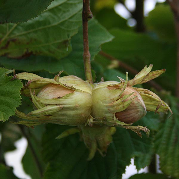 A close-up of a Corylus Butler hazelnut tree shows hazelnuts nestled on a sturdy bush, enveloped by green husks and surrounded by vibrant leaves.