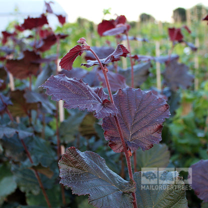 Dark red leaves of the Corylus Rode Zellernoot - Purple Filbert Tree grace tall stems in an ornamental display against a garden backdrop, with a subtle logo. This elegant tree hints at its hidden bounty of edible nuts.