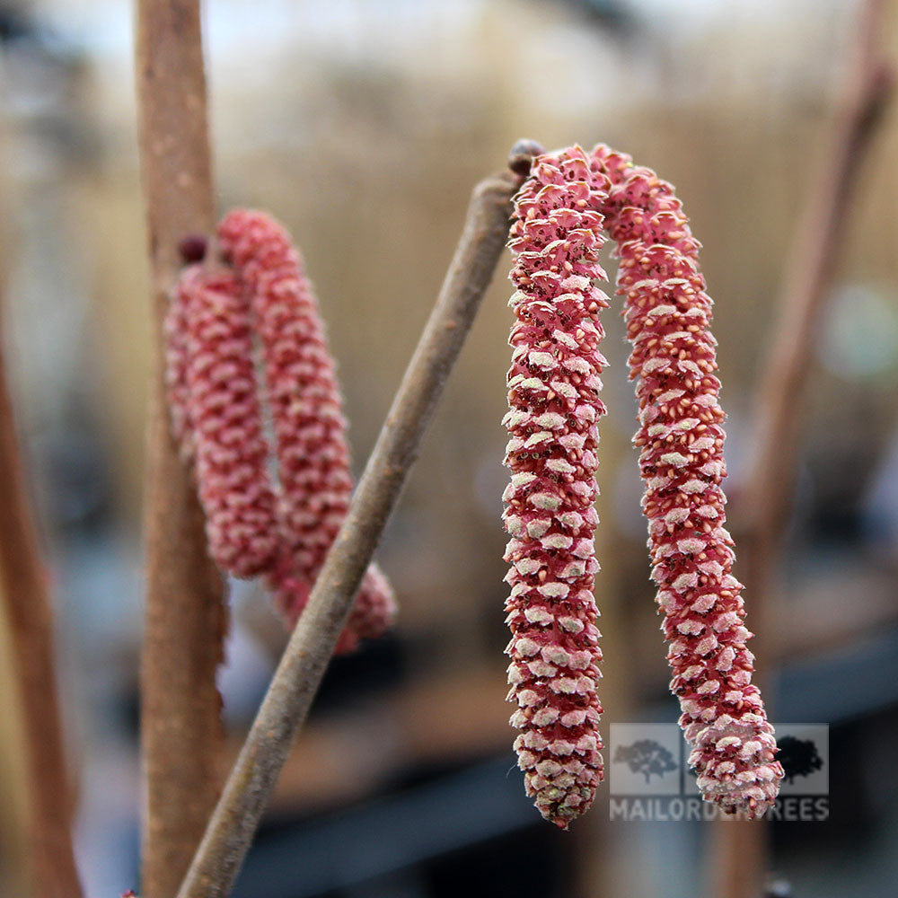 Close-up of a branch with long, pink, cylindrical catkins hanging downward, enhancing the ornamental display of the Corylus Rode Zellernoot - Purple Filbert Tree.