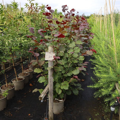 Potted plants on a black covering create a charming display with a 26 sign. Among them is the Corylus Rode Zellernoot, or Purple Filbert Tree, known for its vibrant color and delicious edible nuts.