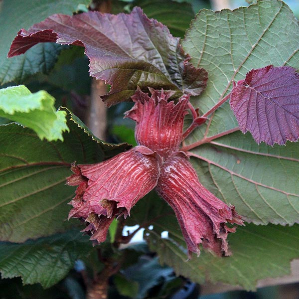 A close-up of the Corylus Rode Zellernoot - Purple Filbert Tree showcases its ornamental beauty, featuring deep red, textured leaves and maroon-tinted buds among green foliage.