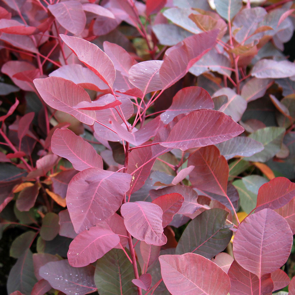 Close-up of red-hued leaves with visible veins and a smooth texture, typical of the Cotinus Grace - Smoke Bush, a colorful shrub known for its stunning display.