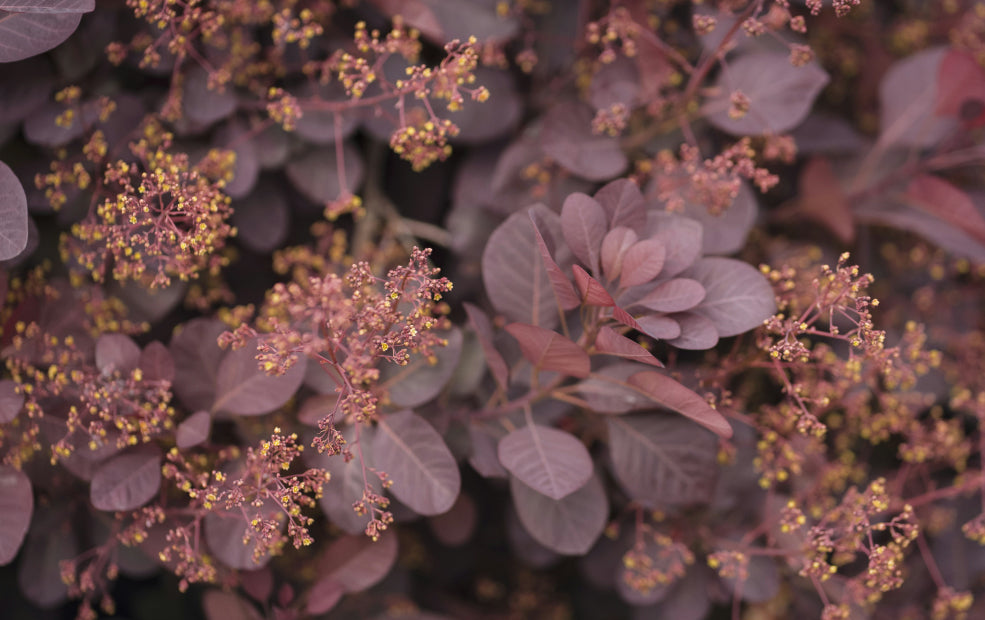 Cotinus: A Masterpiece of Foliage and Form.