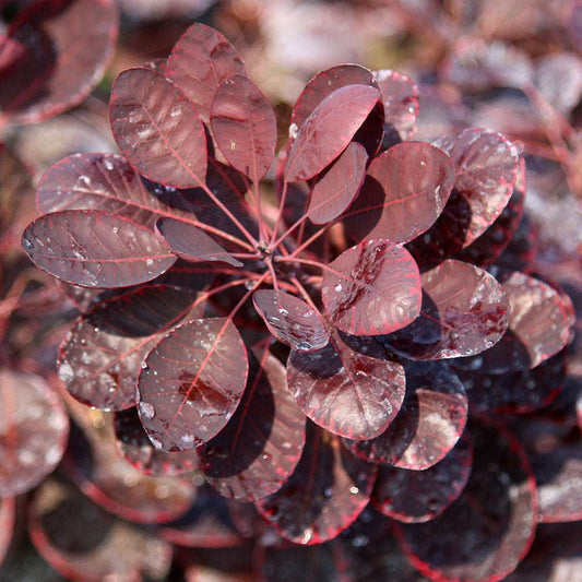 Close-up of a plant with red, oval leaves like those of the Cotinus Royal Purple - Smoke Bush, adorned with glistening water droplets.