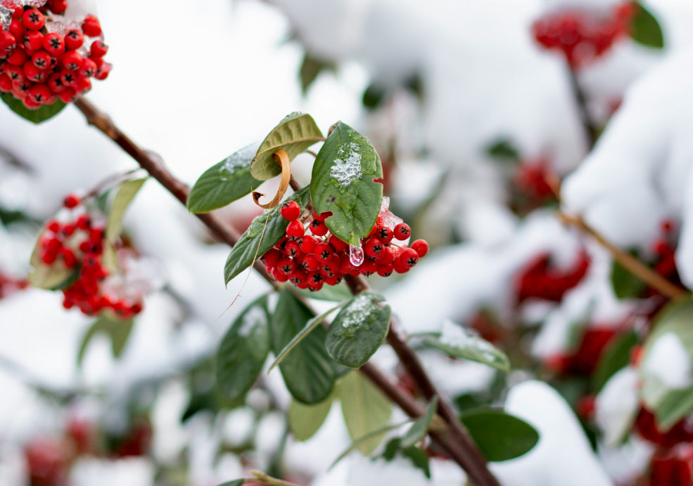 Cotoneaster: A Year-Round Charmer with Stunning Berries.