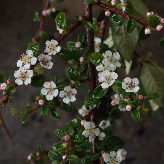 Cotoneaster Coral Beauty - Cotoneaster Tree