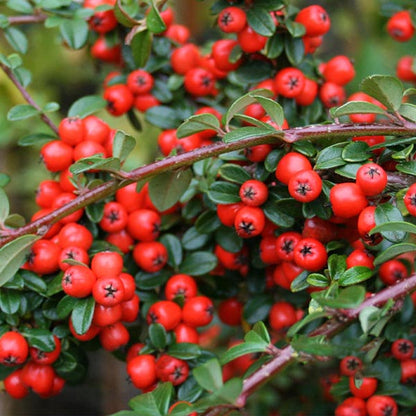 Close-up of a bushy Cotoneaster Coral Beauty, showcasing its numerous bright orange-red berries and small green leaves.