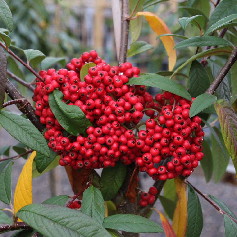 The Cotoneaster Cornubia, part of the Mix and Match collection, showcases clusters of bright red berries nestled among its evergreen foliage for a striking display.