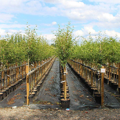 Cotoneaster Cornubia trees in pots are arranged in rows outdoors on black tarp-covered ground. These trees, featuring bright red berries, are divided by wooden supports and positioned beneath a partly cloudy sky.