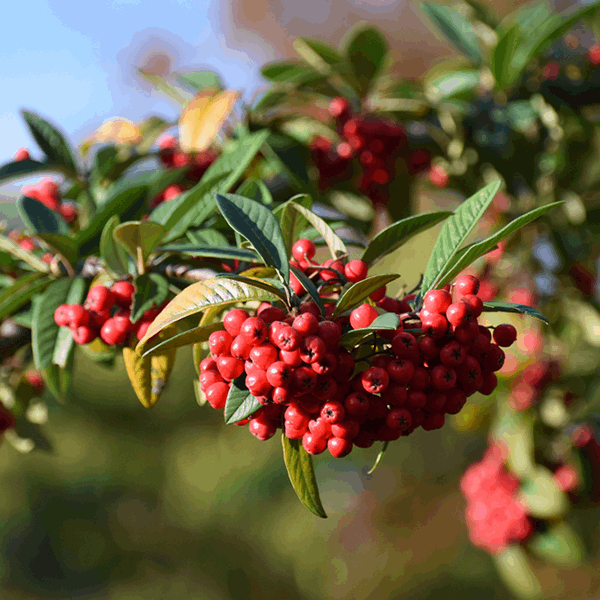 Sunlight illuminates the evergreen foliage of the Cotoneaster Cornubia - Cotoneaster Tree - Mix and Match, highlighting the red berries hanging from its leafy branch.