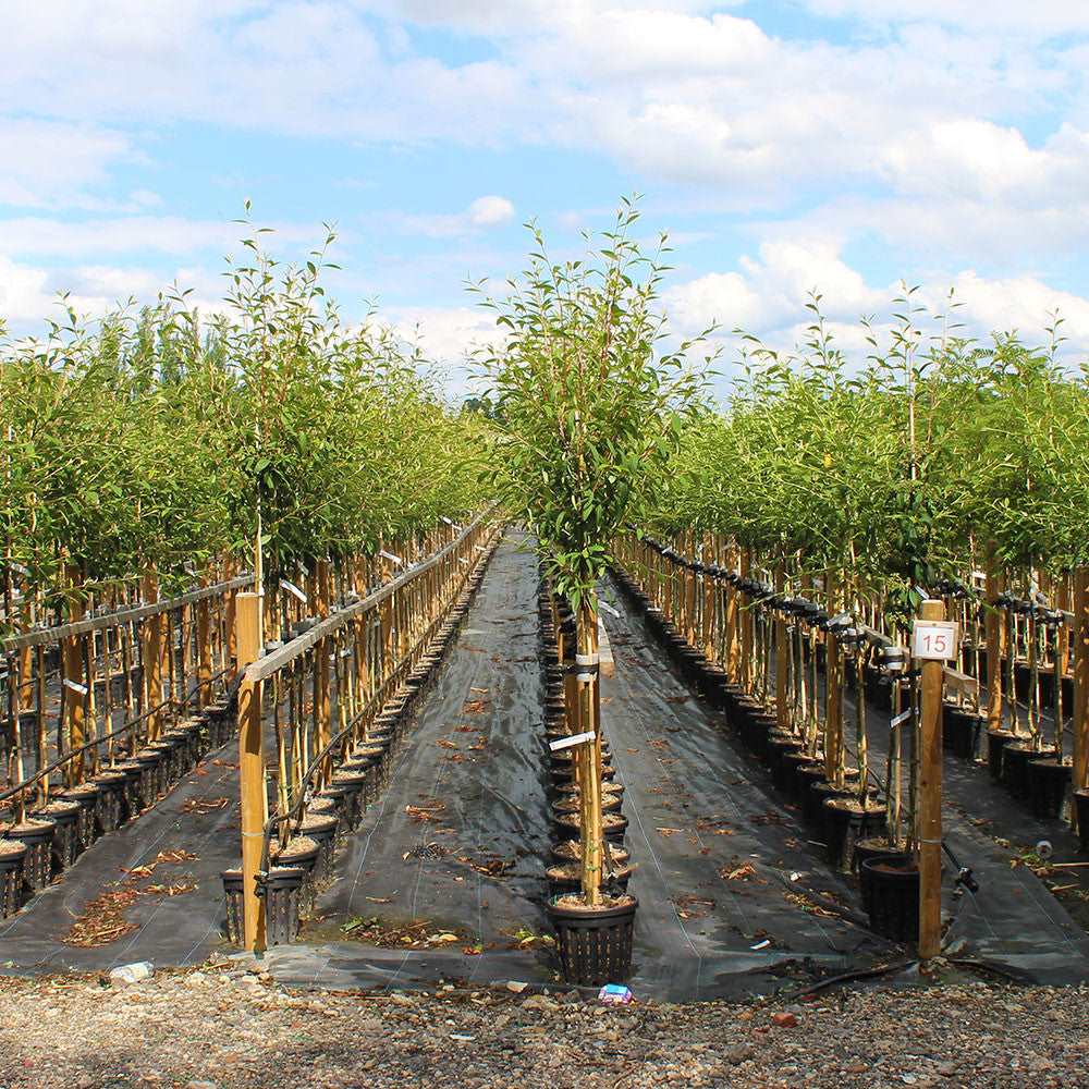 Rows of Cotoneaster Exburiensis trees in pots lined up on a black tarp at a tree nursery, their tiny white flowers contrasting against a blue sky with clouds.