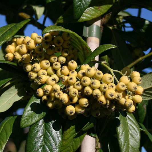 Small, round, yellow fruits cluster among the dark green leaves of the Cotoneaster Exburiensis - Cotoneaster Tree.