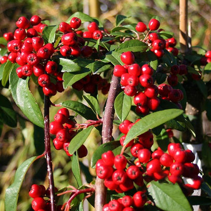 Clusters of bright red fruits with green leaves adorn the bush, reminiscent of a Cotoneaster Hybridus Pendulus - Cotoneaster Tree in full bloom.