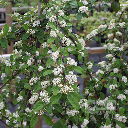 Twigs of the Cotoneaster Hybridus Pendulus - Cotoneaster Tree are decorated with clusters of small white flowers, lush green leaves, and splashes of red fruits.