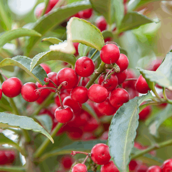 Close-up of bright red fruits on a bush with lush green leaves, likely part of the vibrant Cotoneaster Hybridus Pendulus - Cotoneaster Tree family.