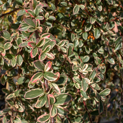 Close-up of the Cotoneaster Juliette - Weeping Cotoneaster Tree, highlighting its variegated leaves with green and pink-tinged hues.