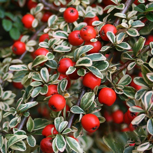 Bright red berries embellish the Cotoneaster Juliette - Weeping Cotoneaster Tree, nestled among its green and white variegated leaves on the lush shrub.