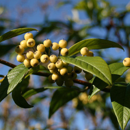 Clusters of creamy-yellow fruits hang from a branch adorned with green leaves against a clear blue sky, capturing attention towards the Cotoneaster Rothschildianus tree, renowned for attracting wildlife.