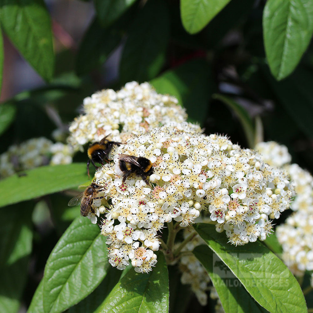 Bees gather nectar from small white flowers on the Cotoneaster x watereri - Cotoneaster Tree, amid lush green leaves and appealing to wildlife with its delightful red berries.