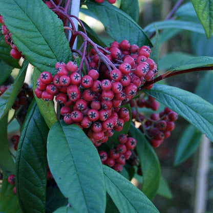 A close-up view of a cluster of vibrant red berries on the leafy branch of a Cotoneaster x watereri tree, ideal for attracting wildlife.