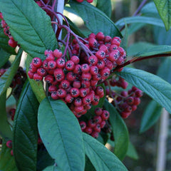 Cotoneaster x watereri - Cotoneaster Tree - Mix and Match